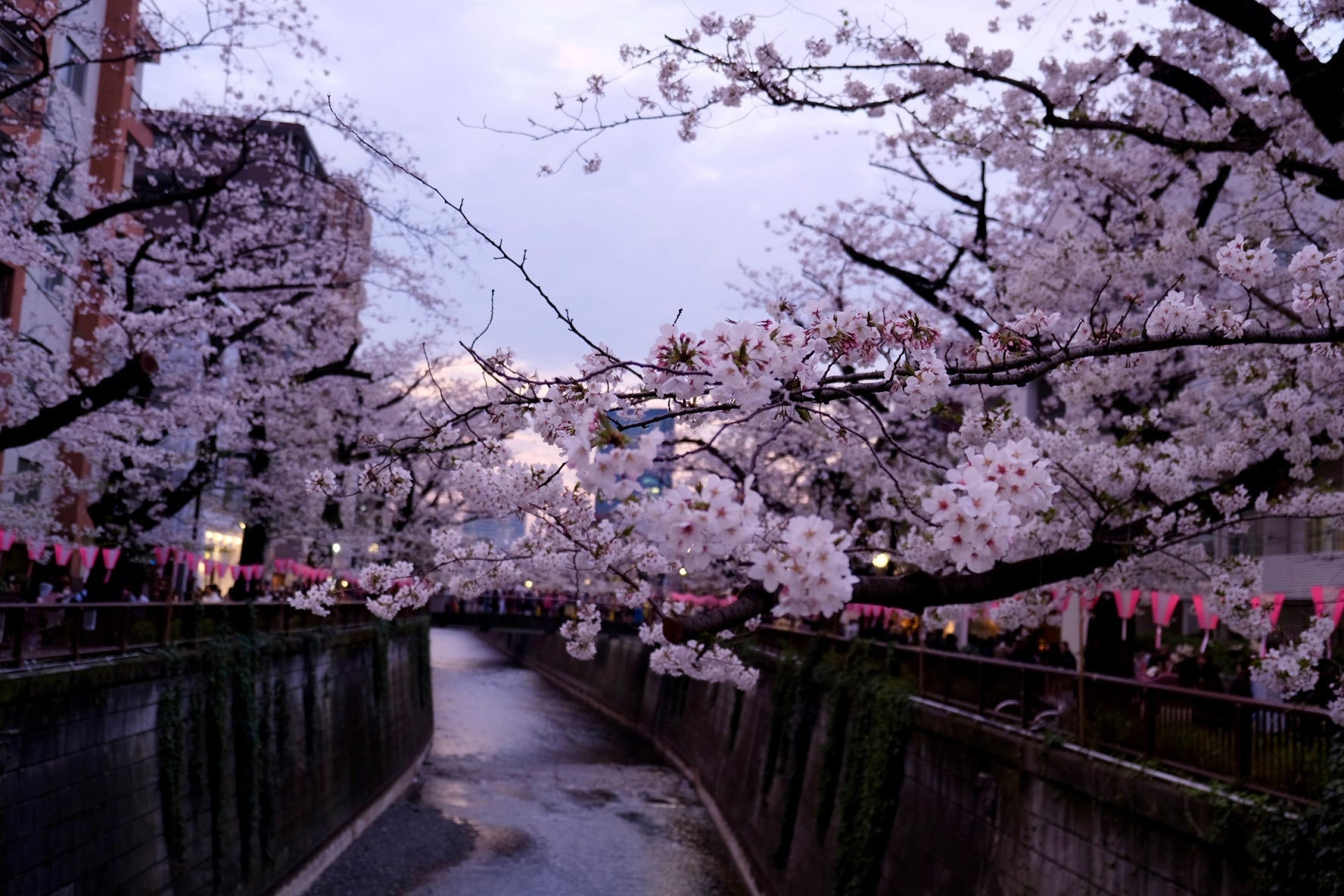 Tokyo SAKURA 2024